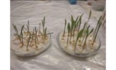 Seed MAXX - Seed Inoculant/treatment