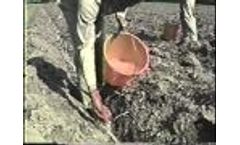 Agragel in Sugar Cane Video