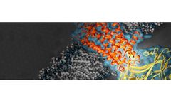 Custom Peptide Synthesis Services