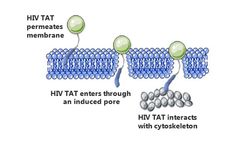 Creative Peptides - Cell-penetrating Peptides Synthesis Services