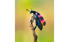 Beyond Chemistry: Discover the Power of Pheromone Activity Screening