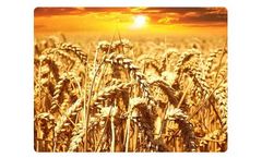 Liquid Organic Fertilizer for Winter Cereals