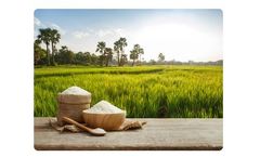 Liquid Organic Fertilizer for Rice