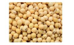 Liquid Organic Fertilizer for Legumes