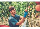 RezFree - Liquid Organic Based Nutrient