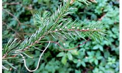 Ecomatik - Model LAT-B2 and LAT-C1 - Leaf-to-Air-Temperature Sensors (LAT) for Temperature Broad Leaf and Conifer Needle