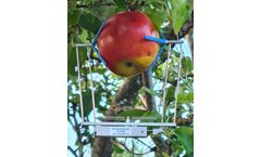 Ecomatik - DF series - Fruit and Vegetable Dendrometer