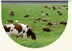 Sol Chip - Livestock Sensors