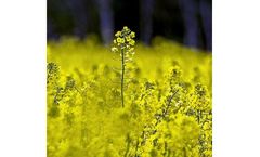 Analytical Instruments for Chemical Analysis of Biofuels and Synthetic Fuels