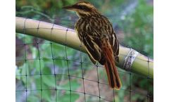 Anti Bird Net