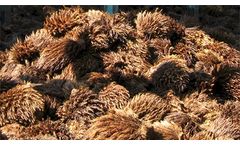 How to Recycle Empty Fruit Bunches from Palm Processing: Charcoal Making