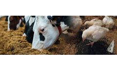 Enhancing Animal Digestion through Biochar Supplementation