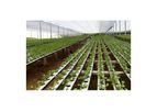 Vegetable Growers
