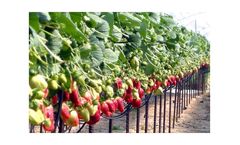 Soft Fruit Growers