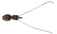 Monitoring Sea Lice