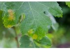 3A - Phytopathological Modeling Software