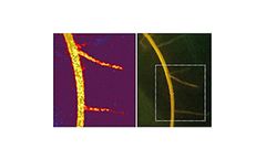 Hoskin - O2, pH, and CO2 Dynamics in the Rhizosphere of Roots