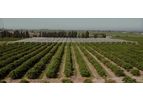 Protection For Citrus Fruits