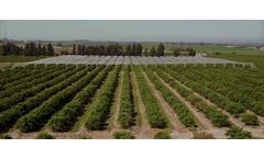 Protection For Citrus Fruits