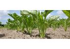 Protection for seed beet
