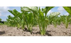Protection for seed beet