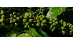 Coffee Drying