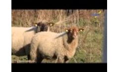 Caisley Tissue Tag - Video