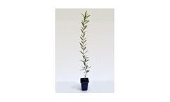 Arbequina - Olive Tree