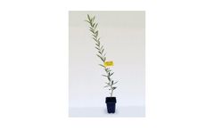 Arbequina - Model IRTA i-18 - Olive Tree