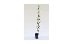 Arbosana - Olive Tree