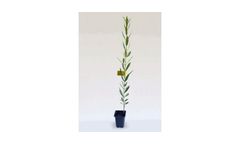 Arbosana - Model i-43 - Olive Tree