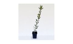 Model Koroneiki - Olive Tree