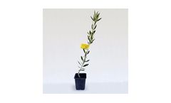 Koroneiki - Model i-38 - Olive Tree