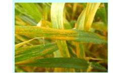 Azoxystrobin Fungicide