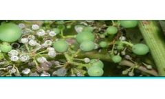Chlorothalonil - Brovonil Fungicide