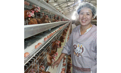 Jinhui - H Type Chicken Coop Fully Automated Chicken Cage