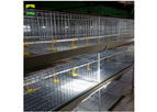 Jinhui - Vertical Broiler Cages