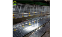 Jinhui - Vertical Broiler Cages