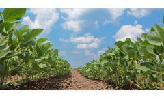 Balancing Sustainable Groundwater Use and Crop Yields