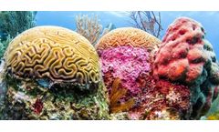 Central American Reef Pollutants Identified