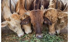 Feedlot Wastewater Could Threaten Minnesota Drinking Water