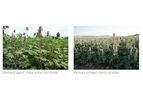 CastorMaxx© - Integrated Castor Cultivation System