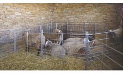 Module Hurdle for Sheep – 1.40 m/1.00 m
