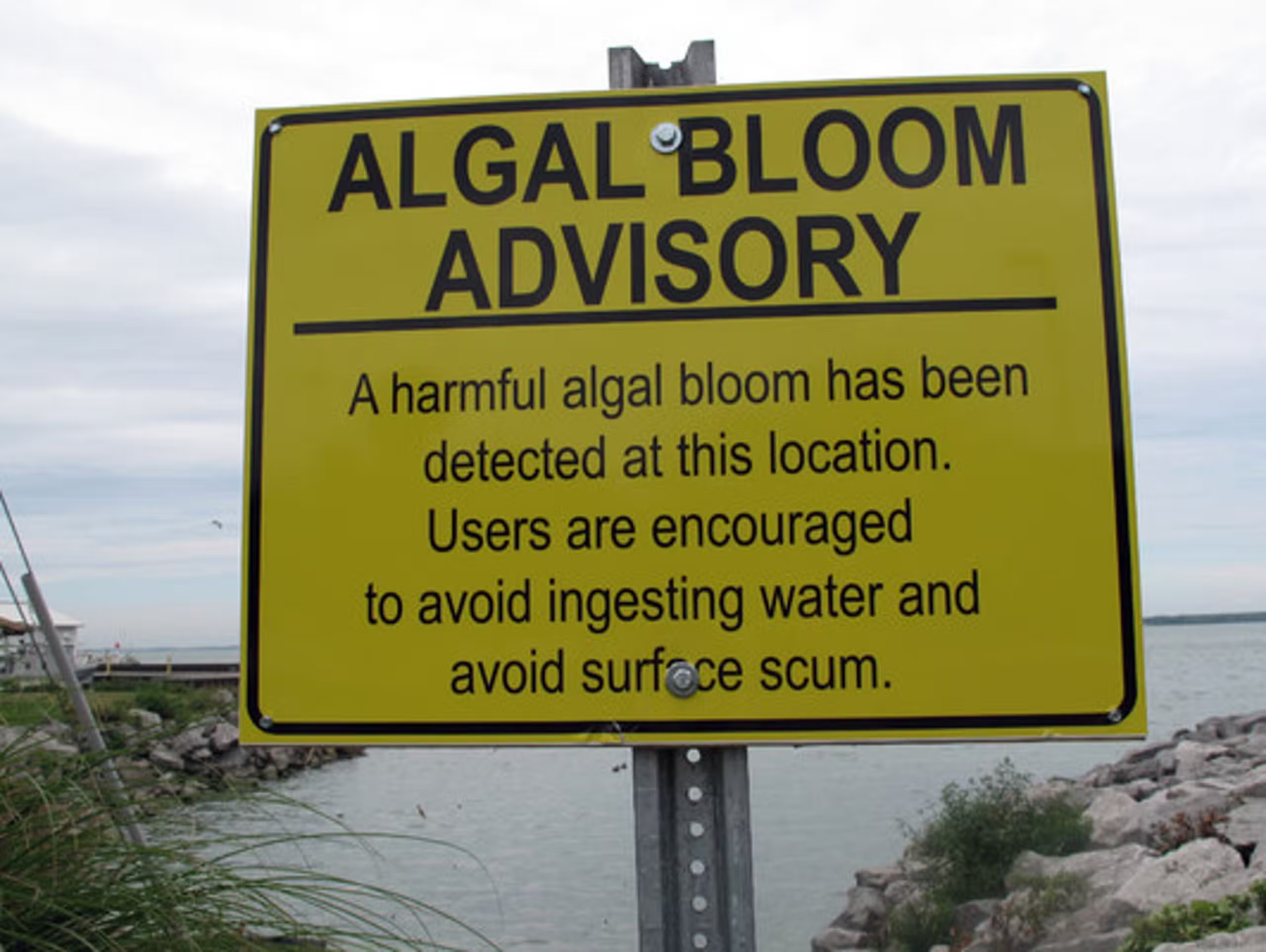A Decade of Struggle: Newly Identified Causes of Severe Toxic Algal ...