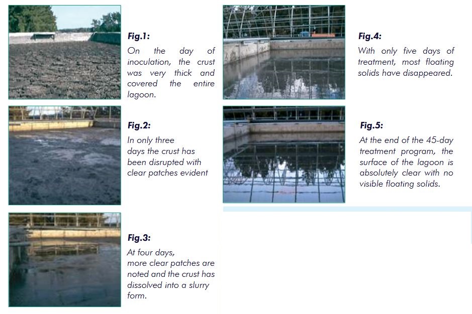 Hog Farm Eliminates Surface Crust & Reduces Effluent BOD by 70% with ...